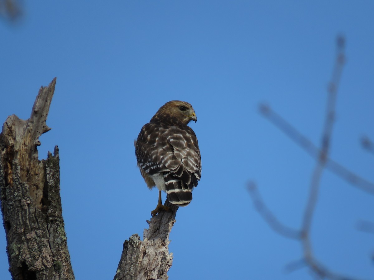 Red-shouldered Hawk - ML145018611