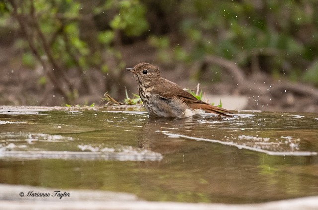 Hermit Thrush - ML145019701