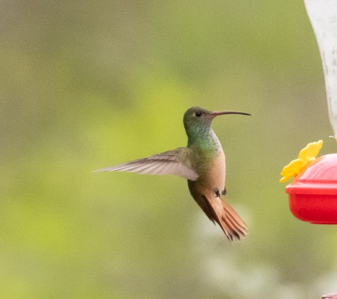 Buff-bellied Hummingbird - ML145019741