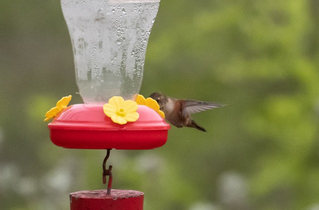 Rufous Hummingbird - ML145019781