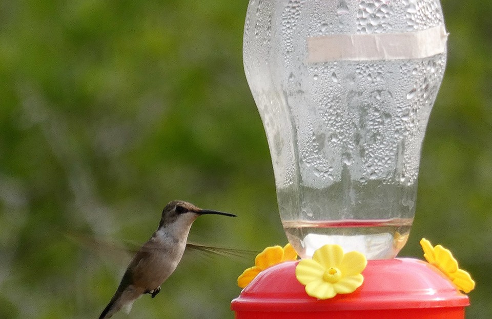 Ruby-throated Hummingbird - ML145019881