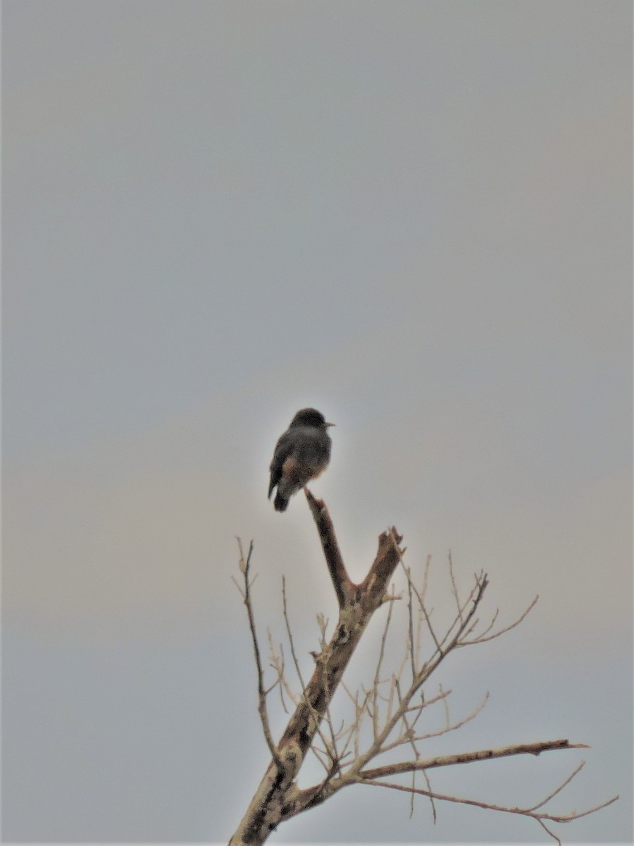 Swallow-winged Puffbird - ML145021511