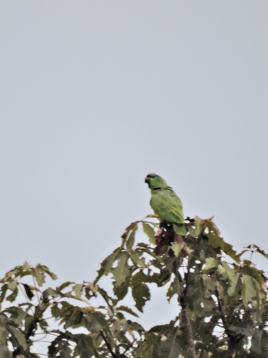 Festive Parrot - ML145022221