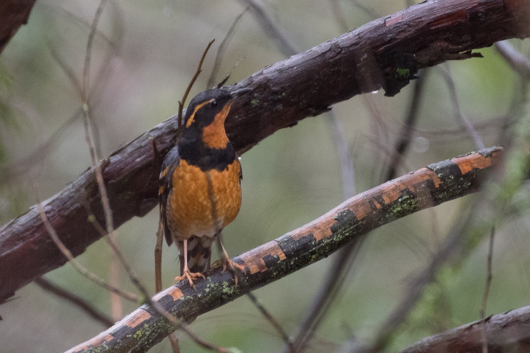 Varied Thrush - Hayley Crews