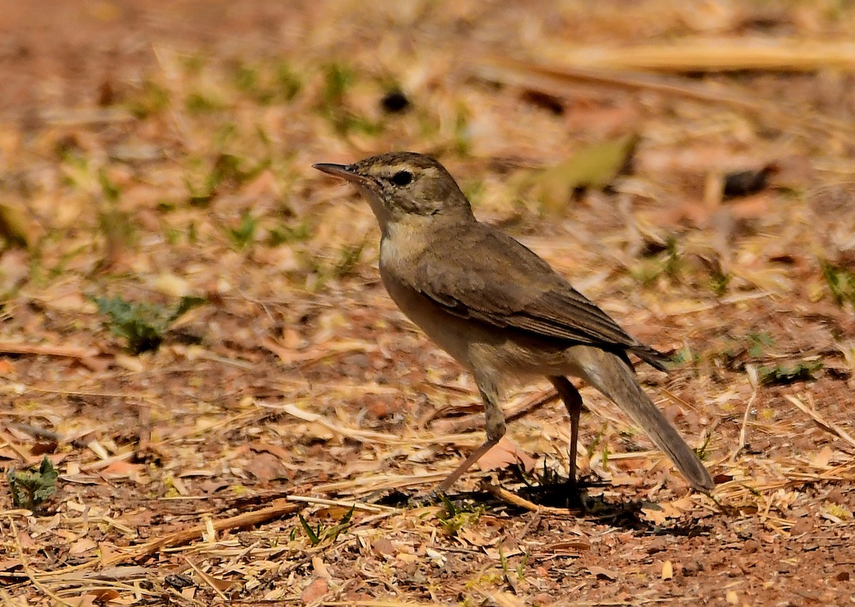 Sykes's Warbler - ML145022871