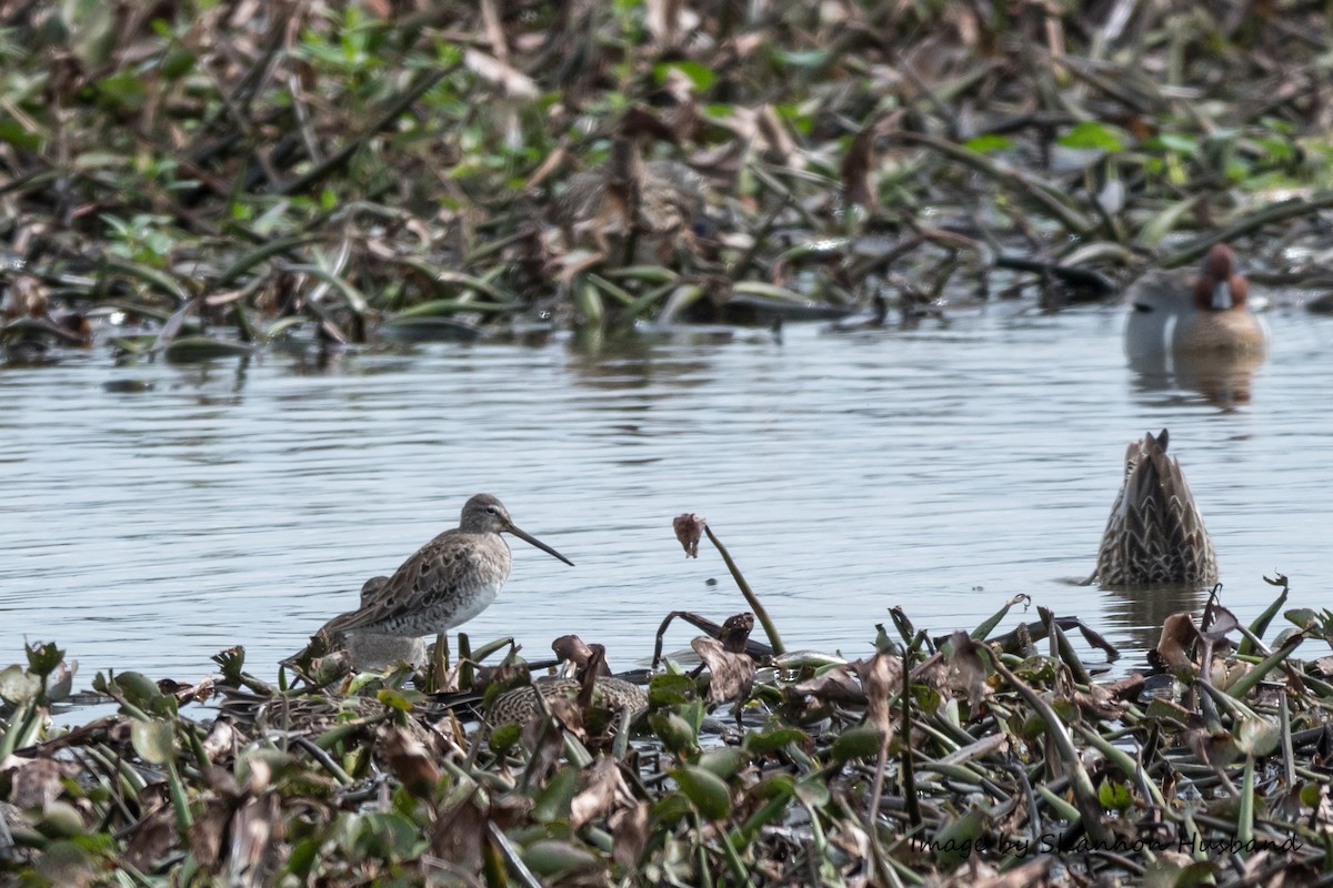 Long-billed Dowitcher - ML145023131