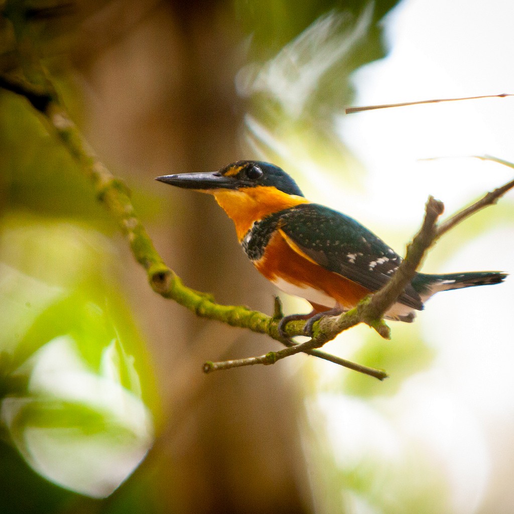 American Pygmy Kingfisher - ML145025351