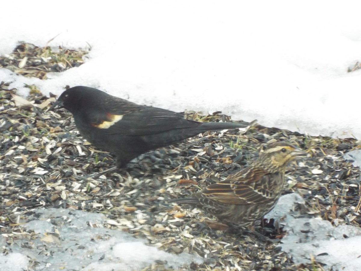 Red-winged Blackbird - ML145025361