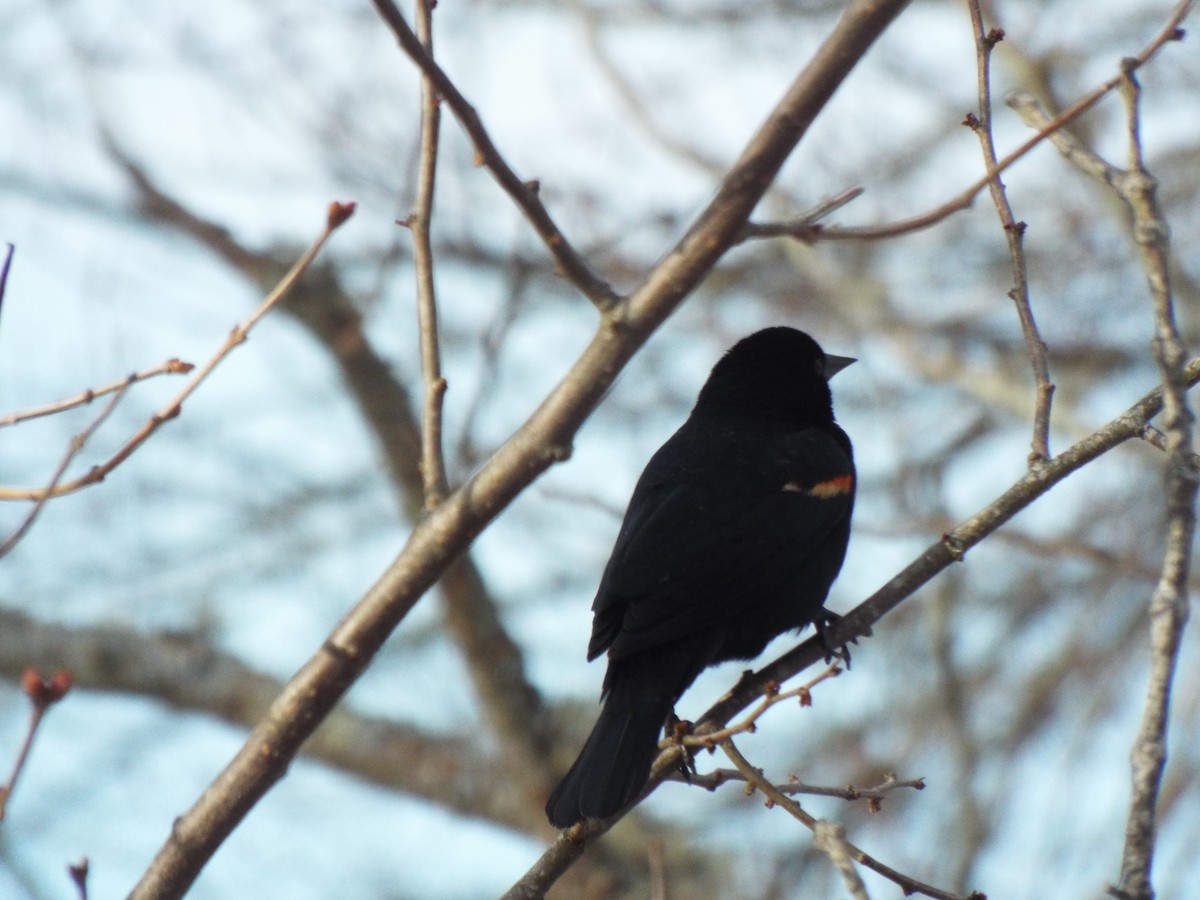 Red-winged Blackbird - ML145025401