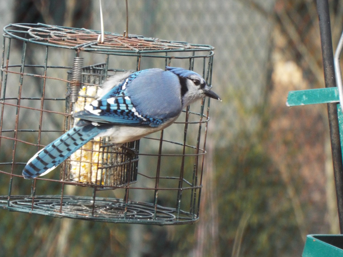 Blue Jay - ML145025481