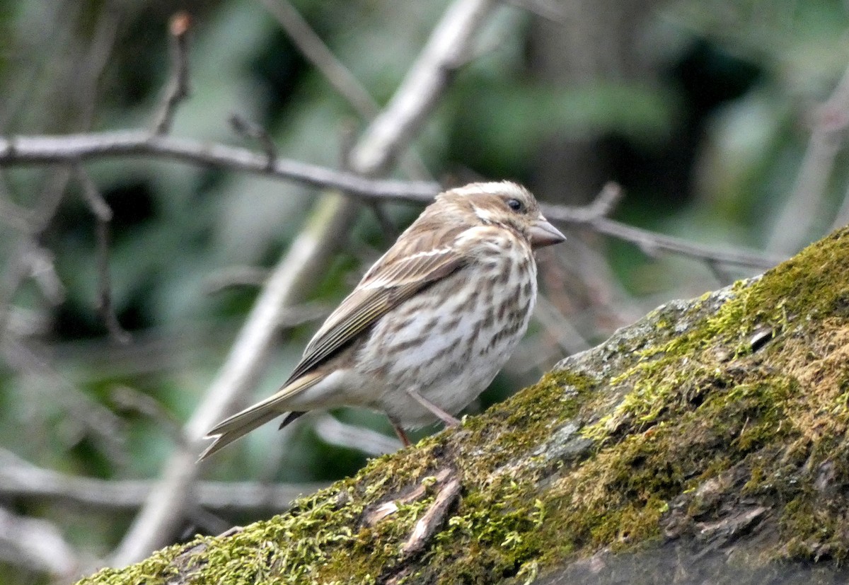 Purple Finch - ML145026101