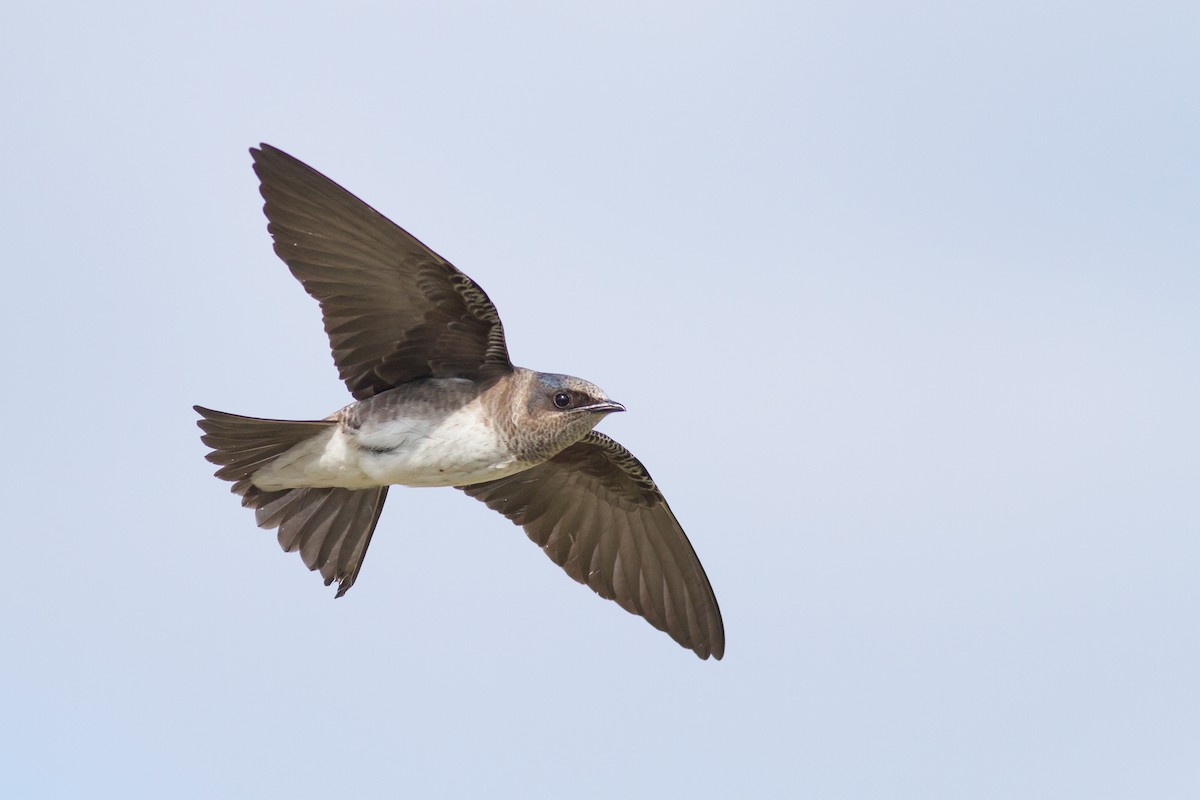 Purple Martin - Tom Johnson