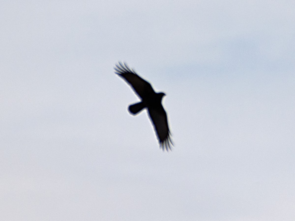 American Crow - ML145027871