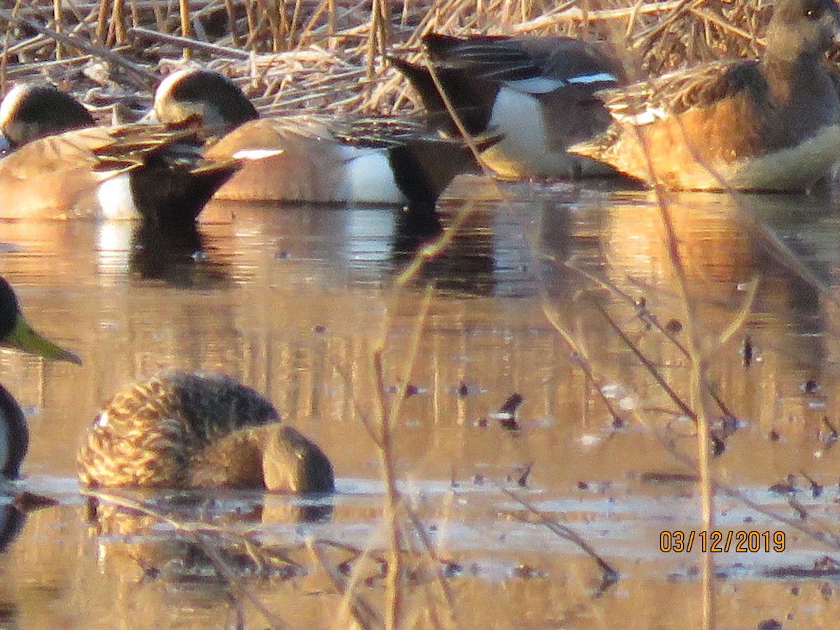 American Wigeon - ML145028761