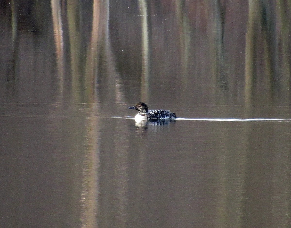 Common Loon - ML145029201