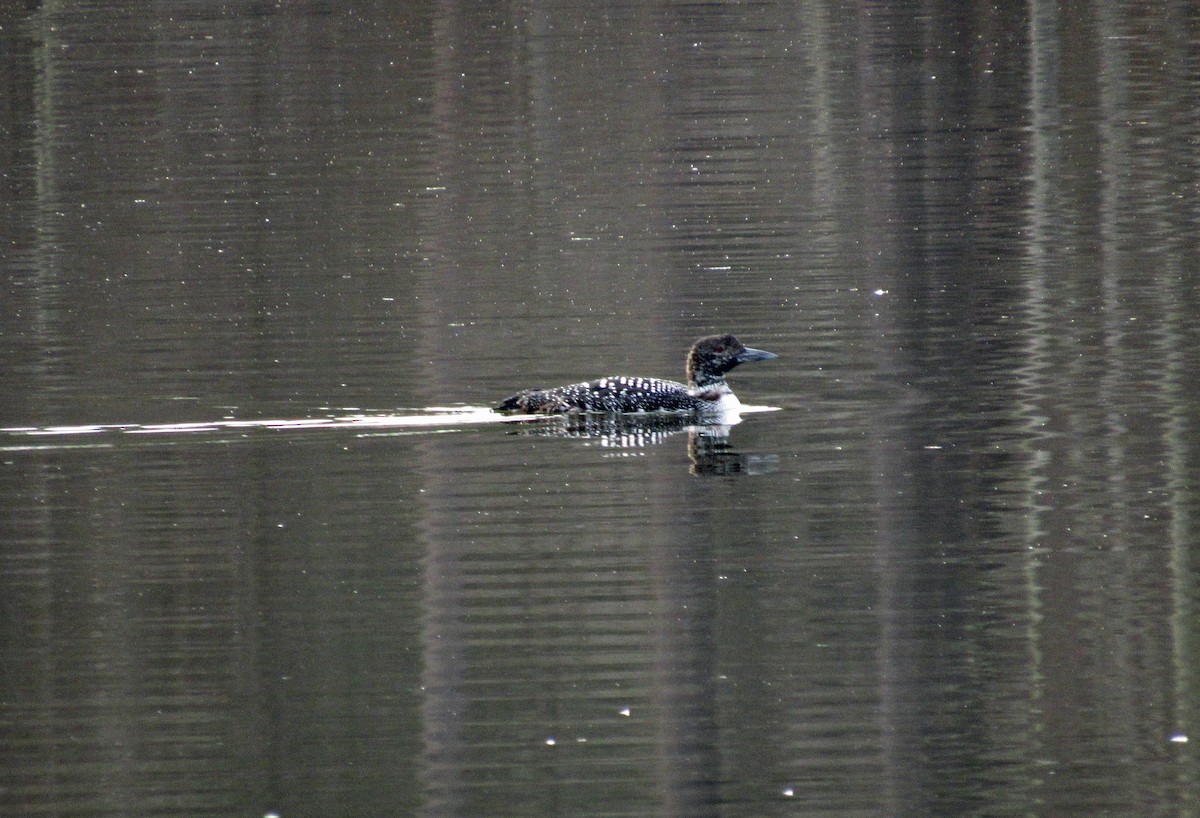 Common Loon - ML145029261