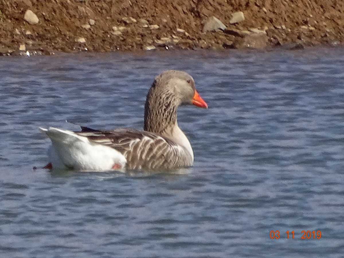 Graylag Goose (Domestic type) - ML145030411
