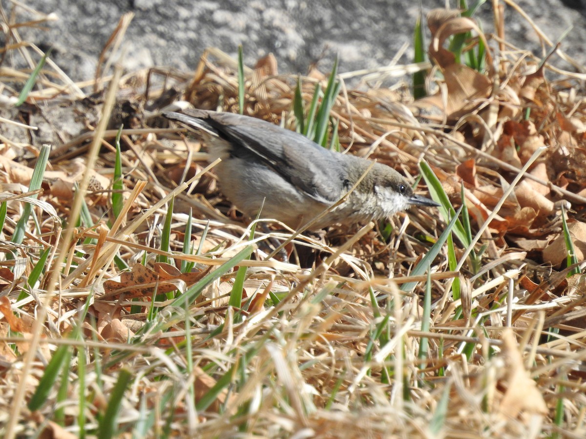 Pygmy Nuthatch - ML145030701