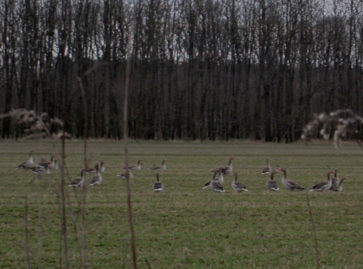 Graylag Goose - ML145031691