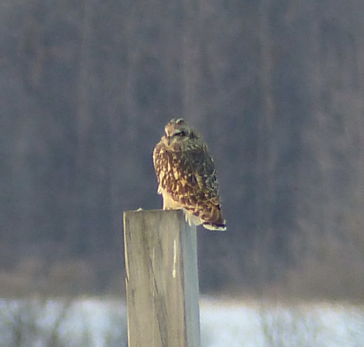 Hibou des marais (flammeus) - ML145033681