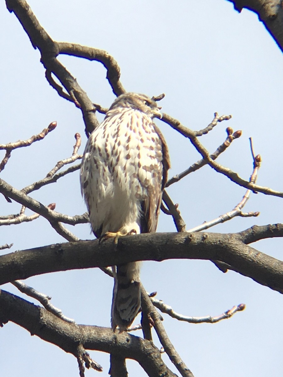 Cooper's Hawk - ML145034221