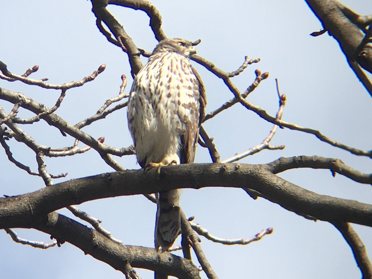 Cooper's Hawk - ML145034231
