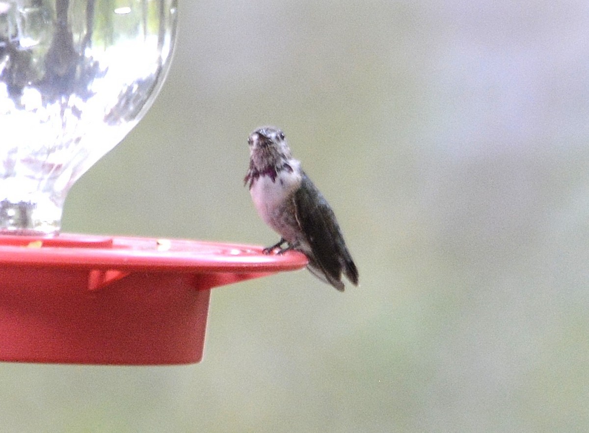 Calliope Hummingbird - ML145036081