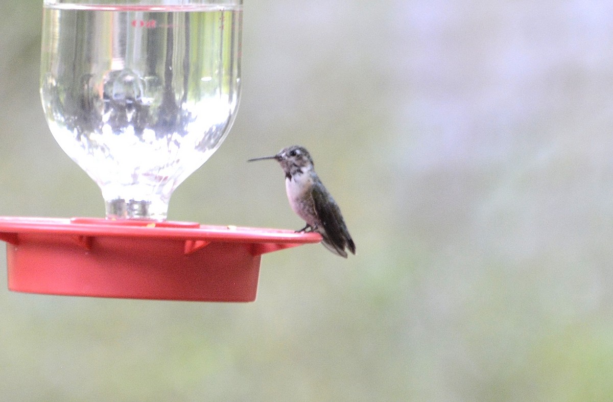 Calliope Hummingbird - ML145036121