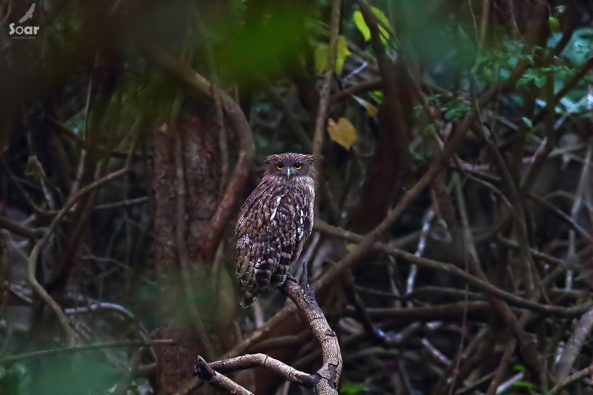 Brown Fish-Owl - ML145036391