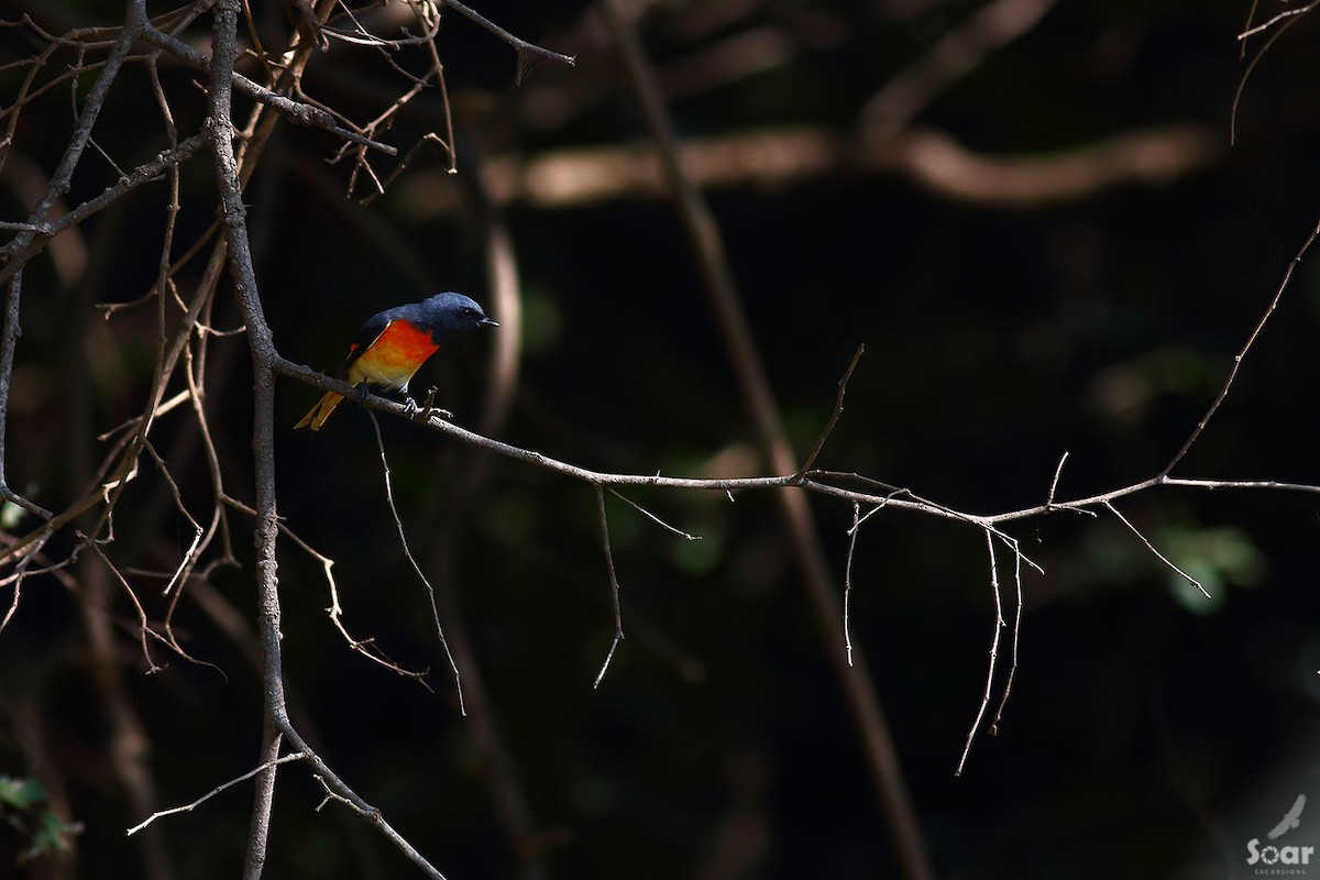 Small Minivet - ML145036671