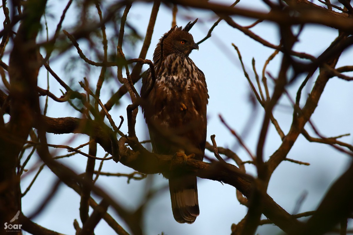 Aigle huppé (cirrhatus/ceylanensis) - ML145036801