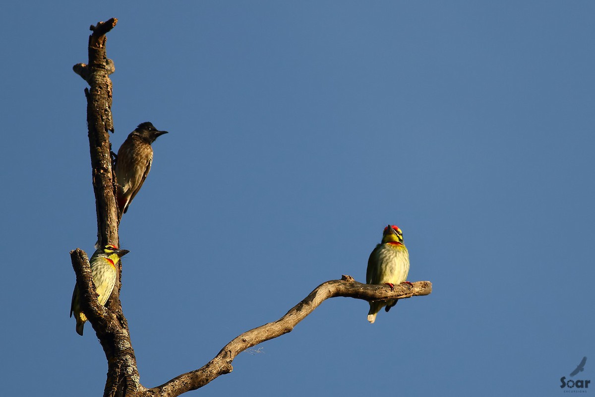 Coppersmith Barbet - ML145036861