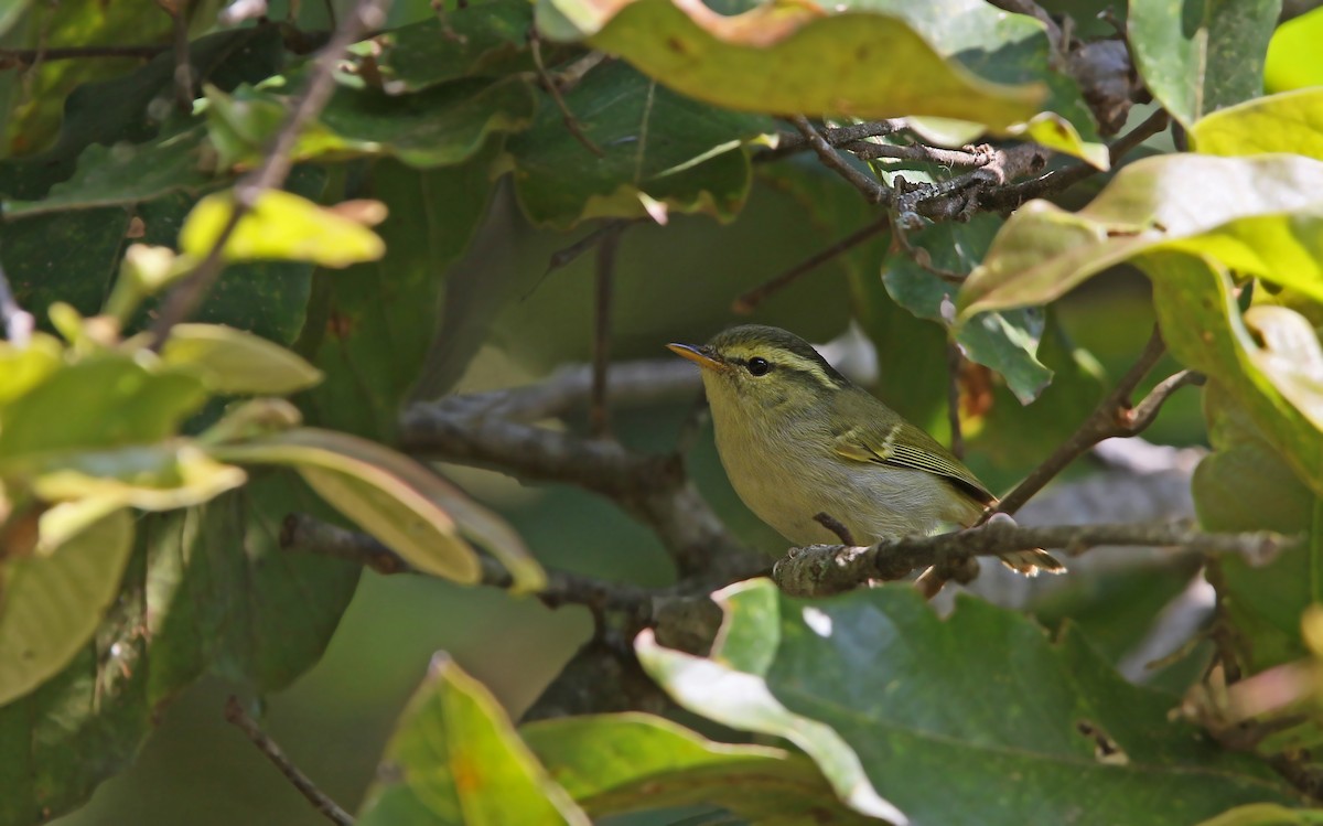 Davison's Leaf Warbler - Christoph Moning