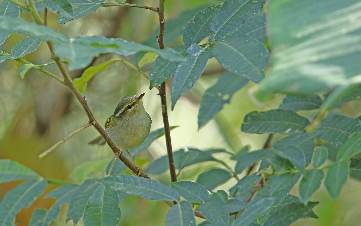 Davison's Leaf Warbler - Christoph Moning