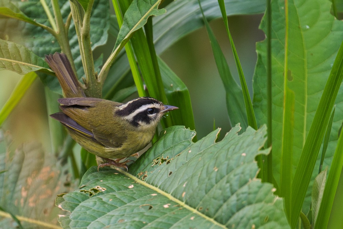 Three-striped Warbler - ML145037581