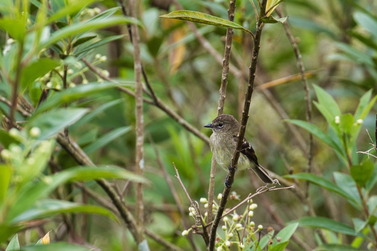 Olive-chested Flycatcher - Eric Carpenter