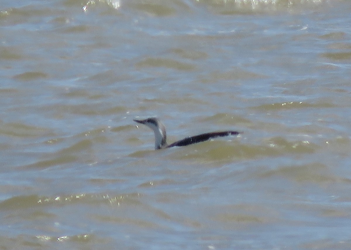 Red-throated Loon - Patricia and Richard Williams