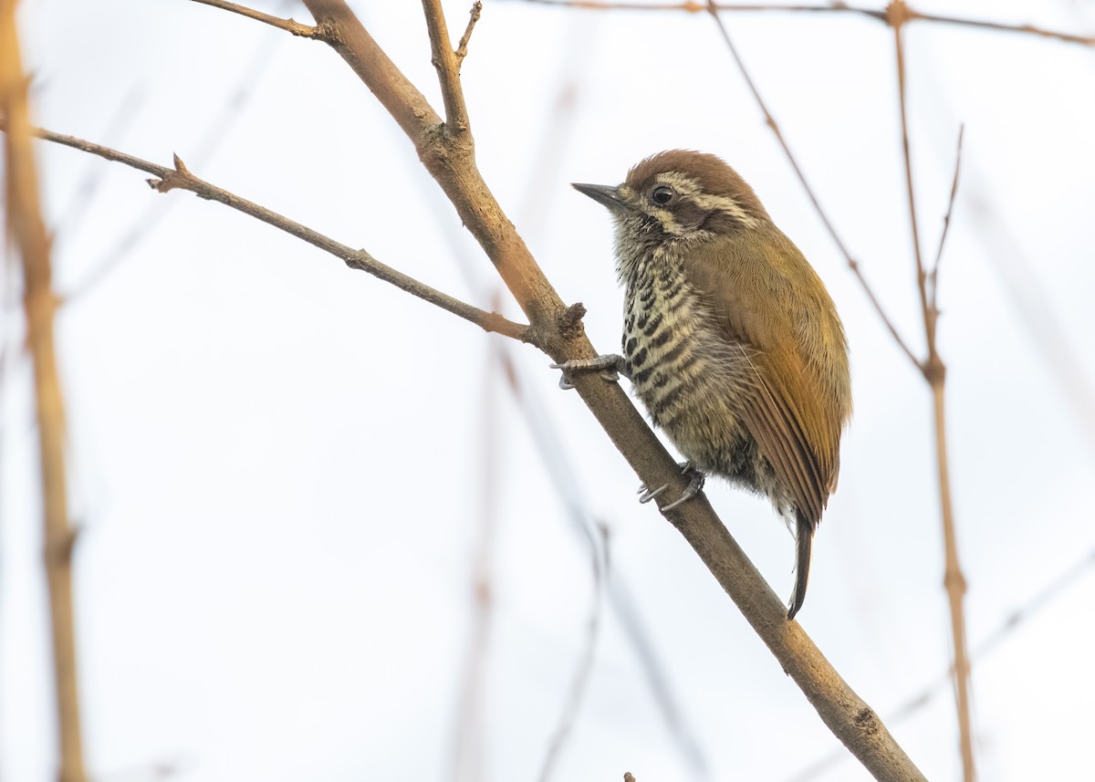 Speckled Piculet - Carl Giometti 🍹
