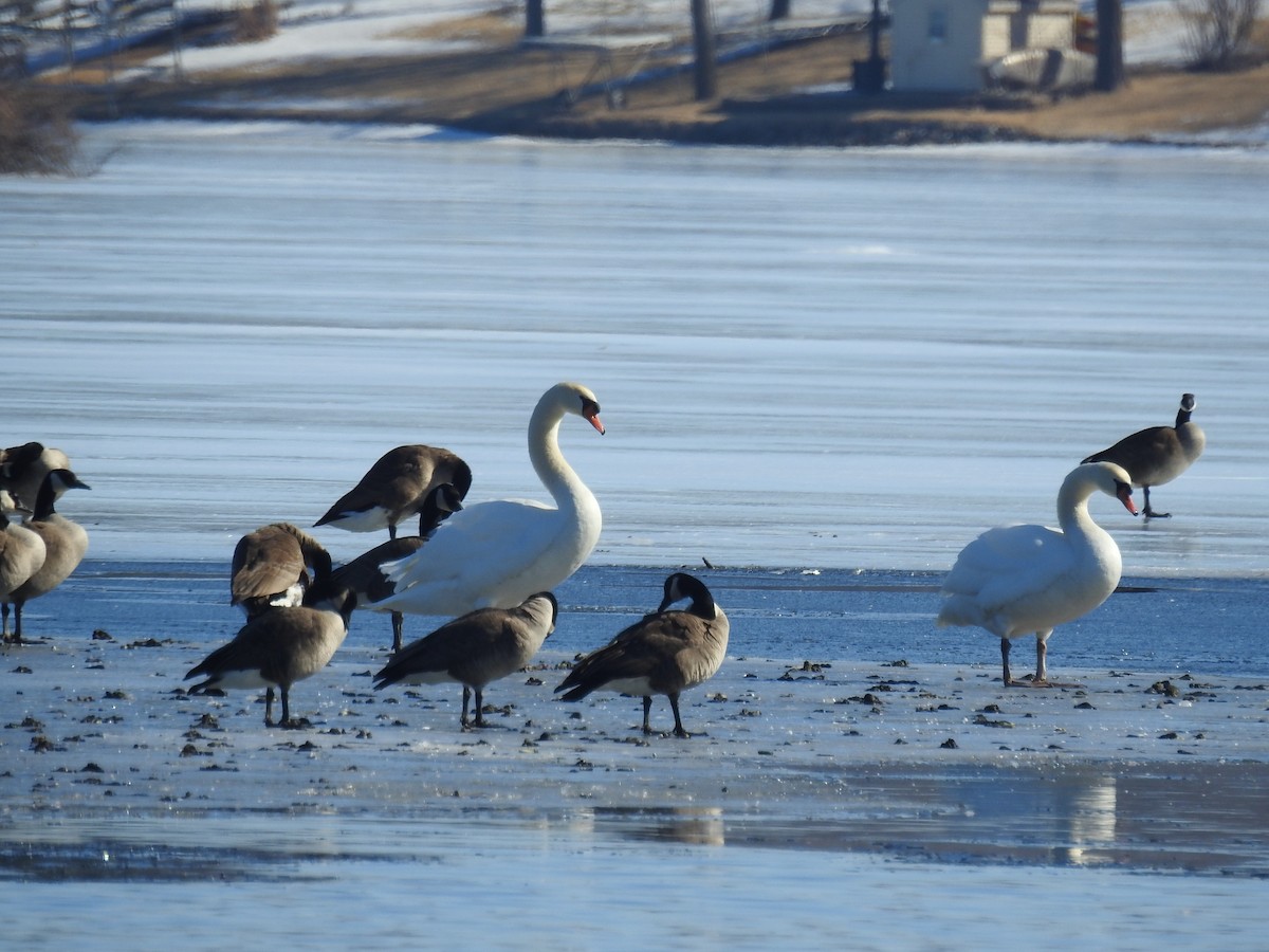 Mute Swan - George & Bonnie Wood