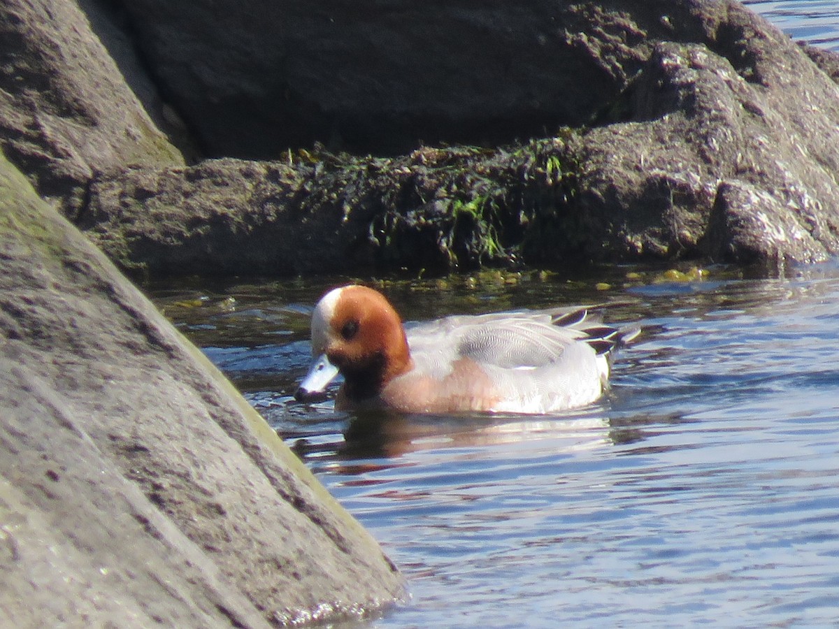 Eurasian Wigeon - ML145042711