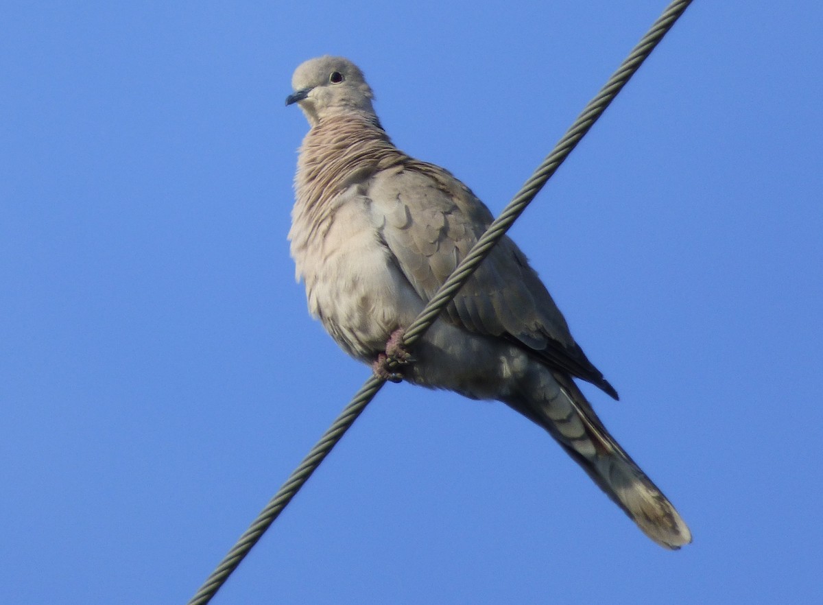 Eurasian Collared-Dove - ML145044681