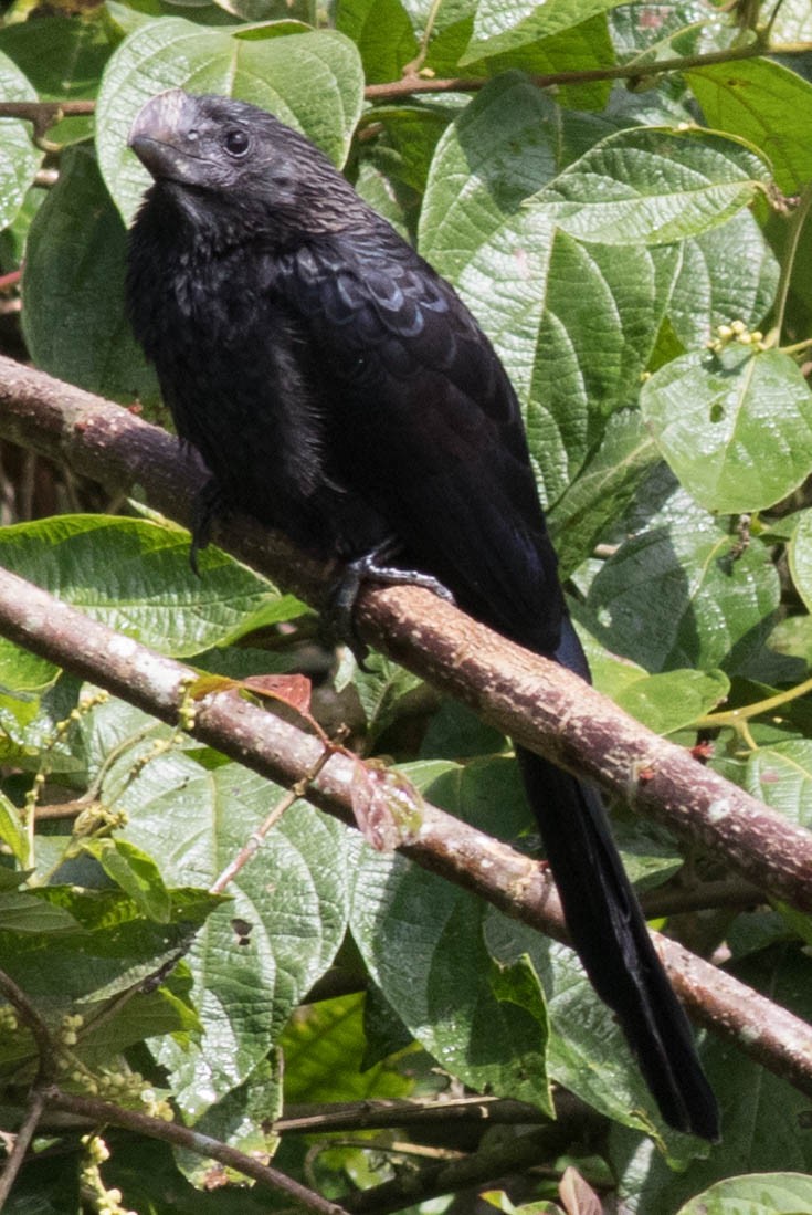 Smooth-billed Ani - ML145044991