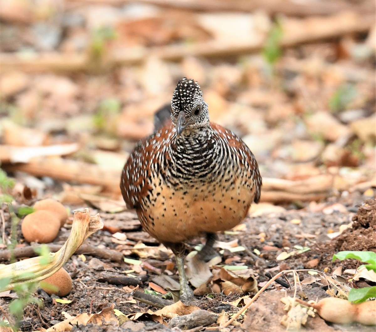 Painted Spurfowl - ML145046141