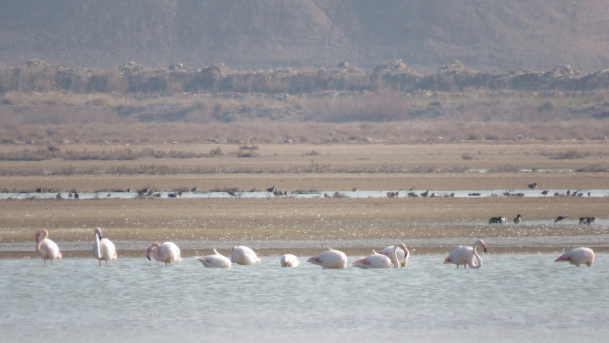 Greater Flamingo - Fati Amiri