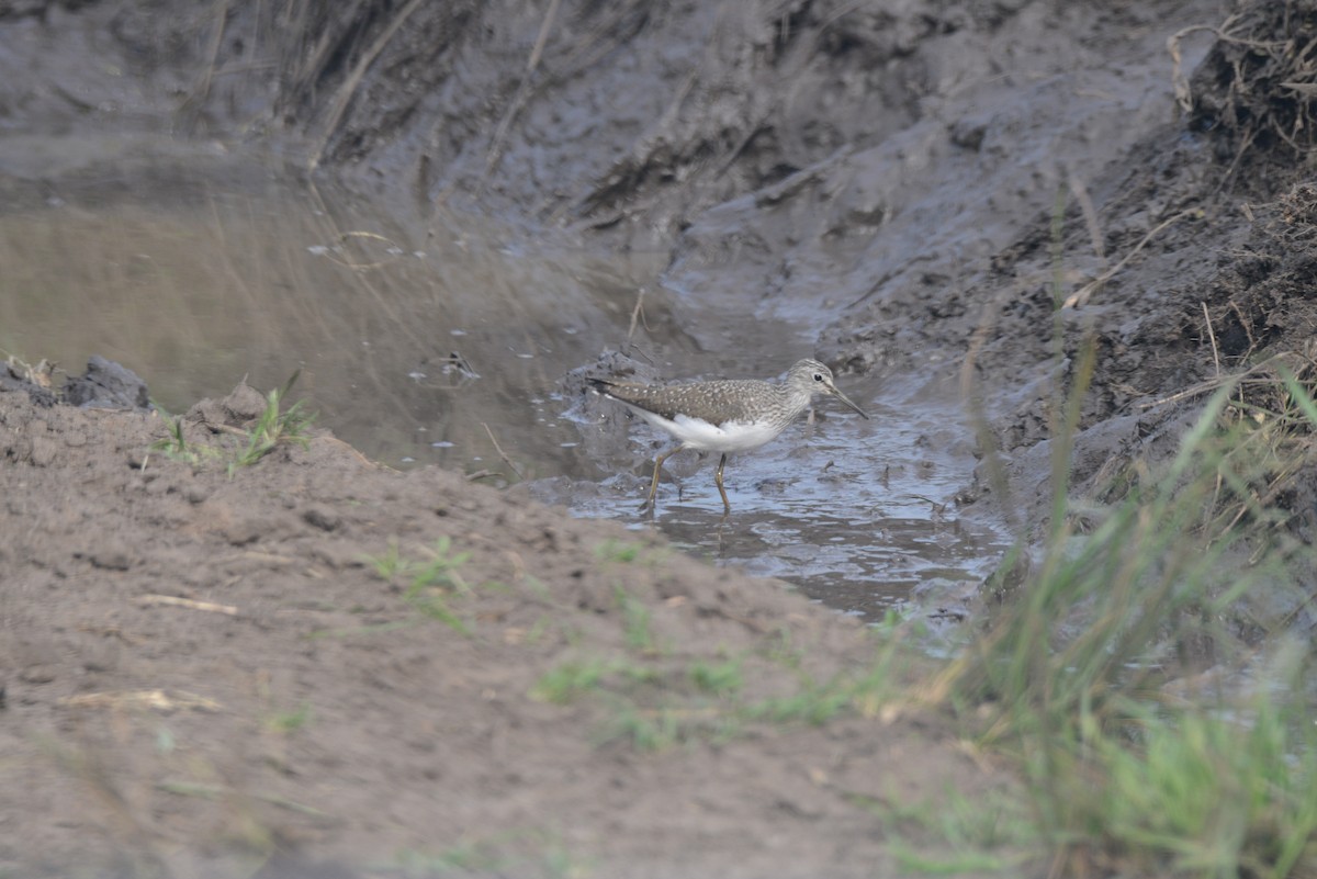 Green Sandpiper - ML145046321