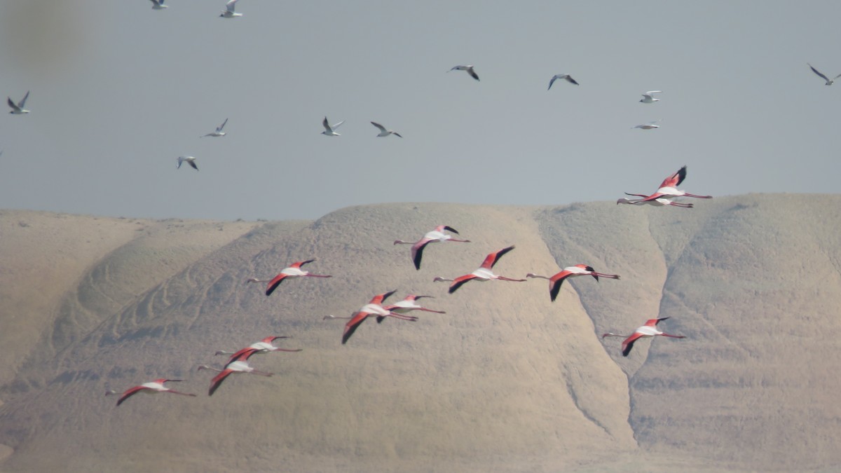 Greater Flamingo - Fati Amiri