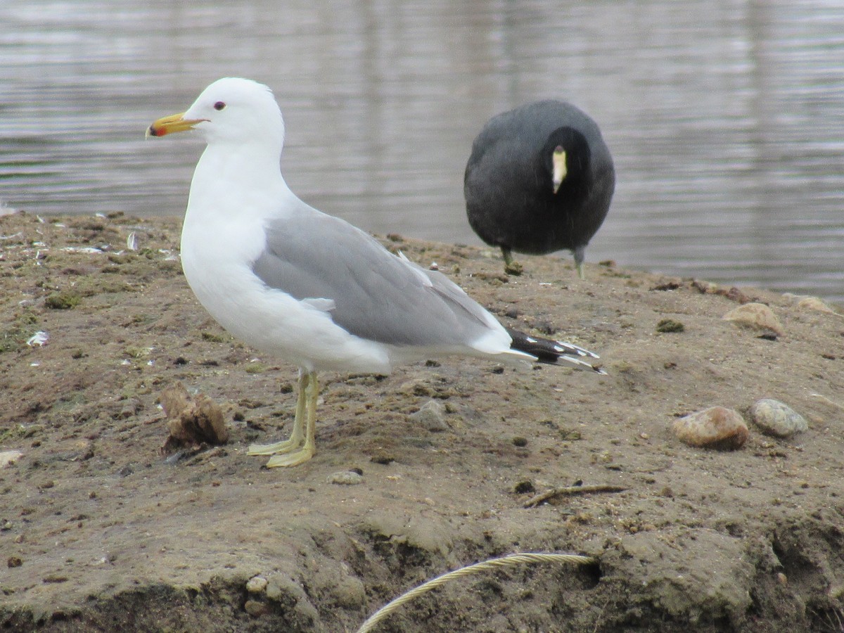 California Gull - Jack Harlan