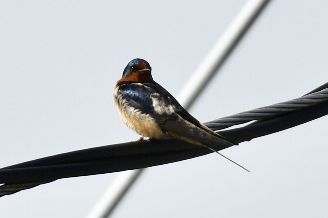 Barn Swallow - ML145050641