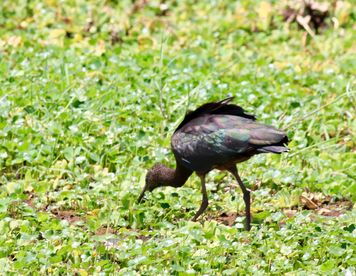 ibis hnědý - ML145052151