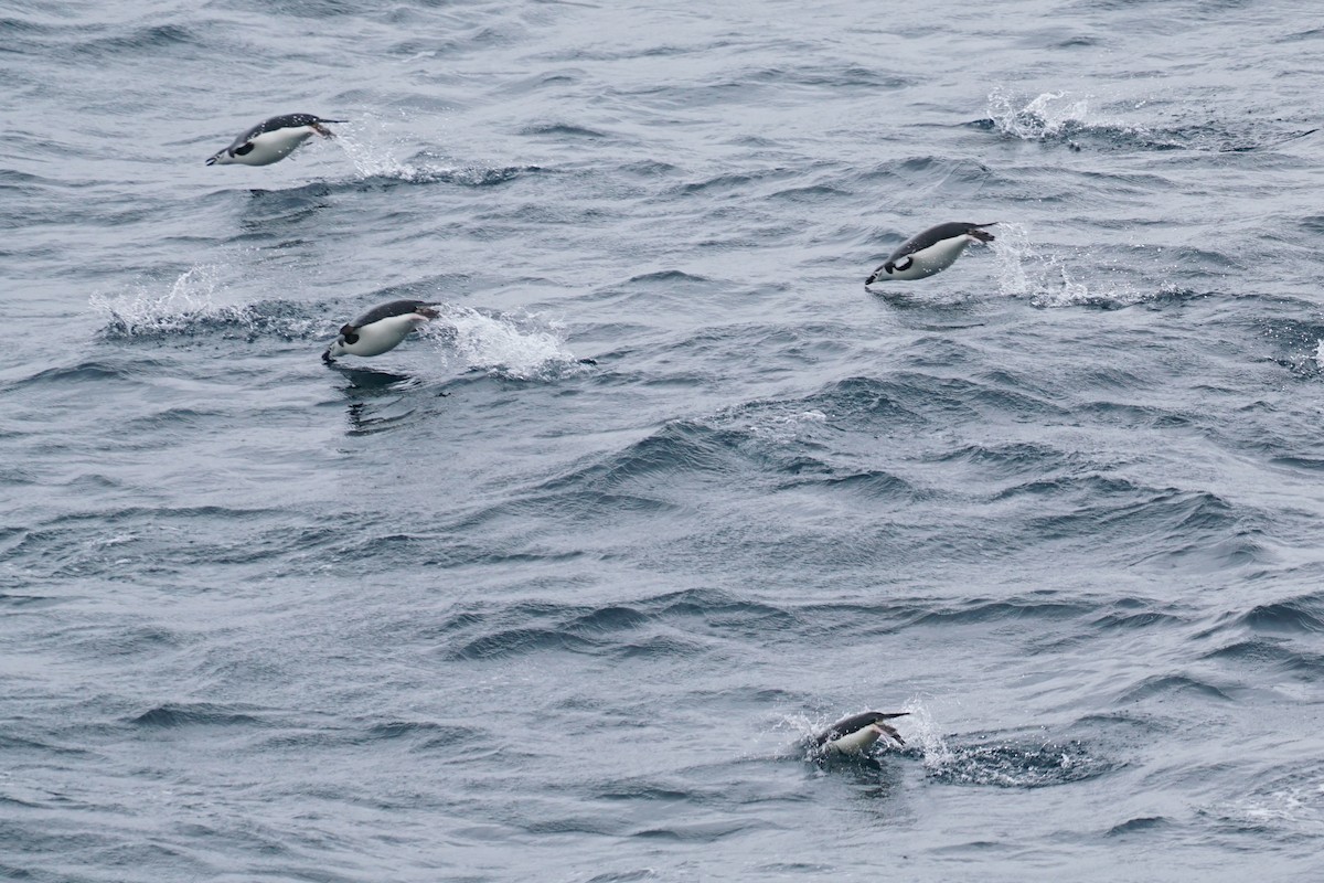 Chinstrap Penguin - ML145052231